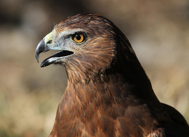 NZ Birds of Prey, NZ Falcon, Harrier